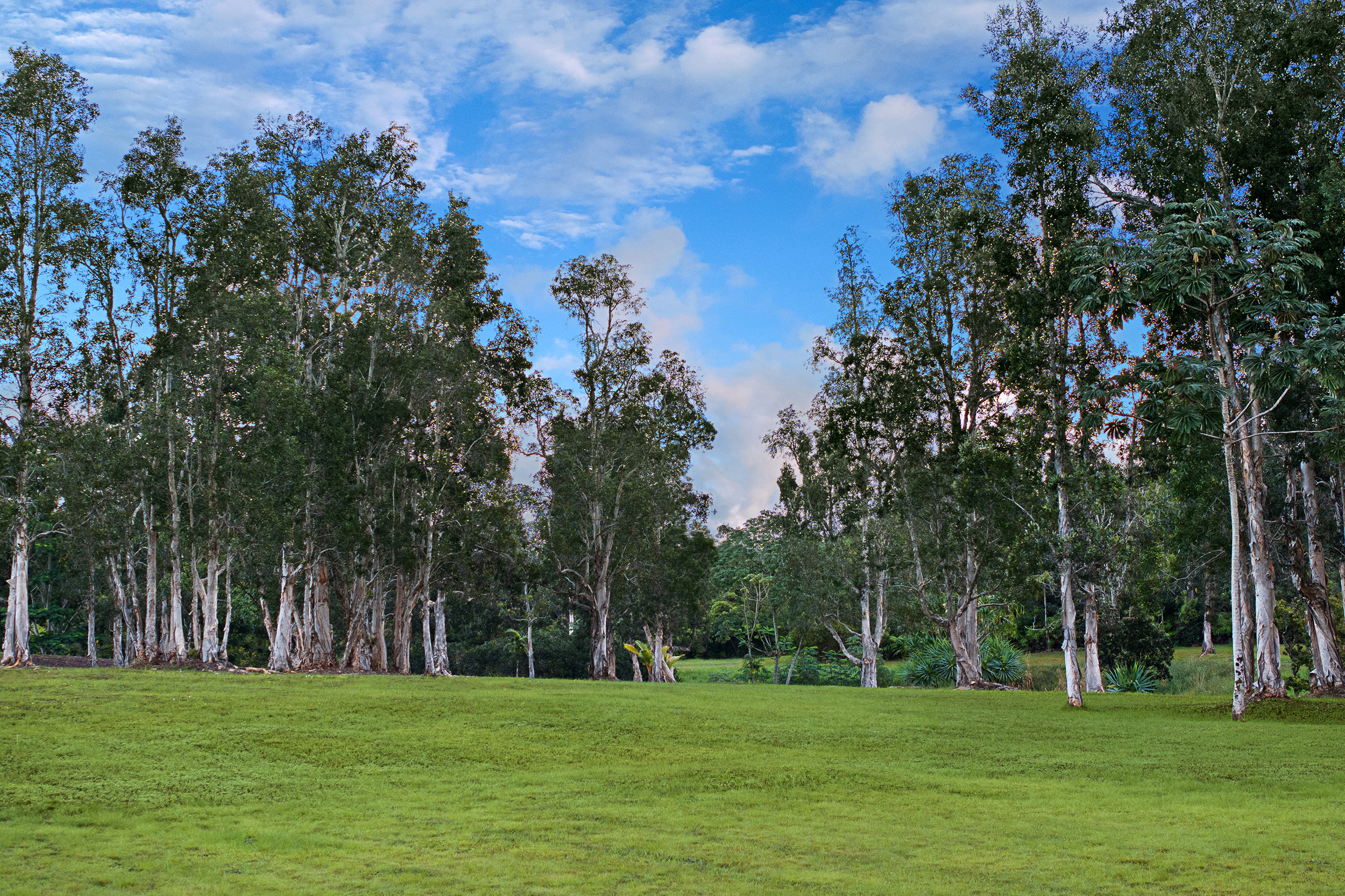 2818 Kamookoa Road, Unit 5 Kilauea, HI 96754 - Photo 24 of 29 a grassy field with trees in the background