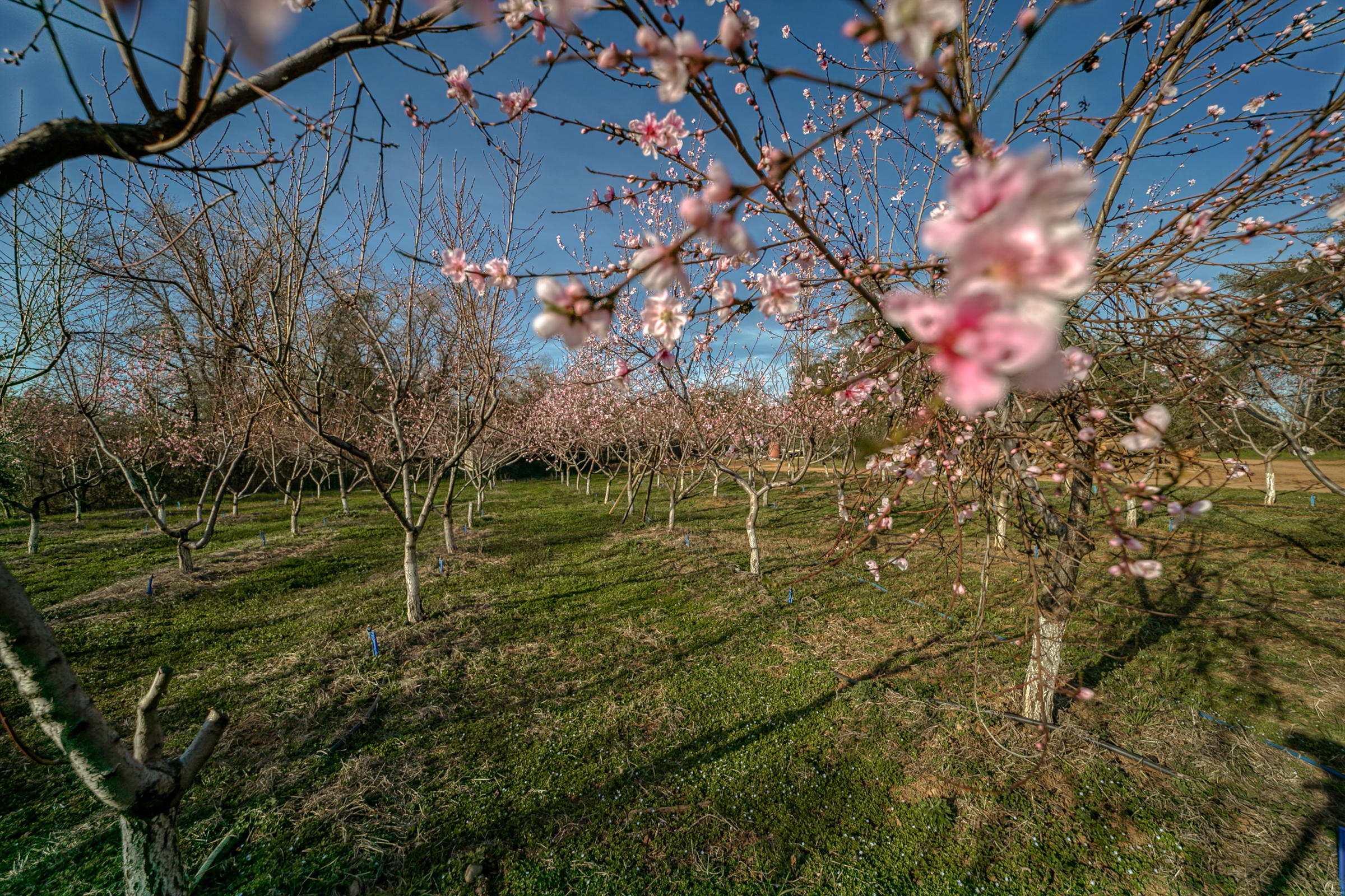 20582 Dersch Road Anderson, CA 96007 - Photo 3 of 72 orchard trees