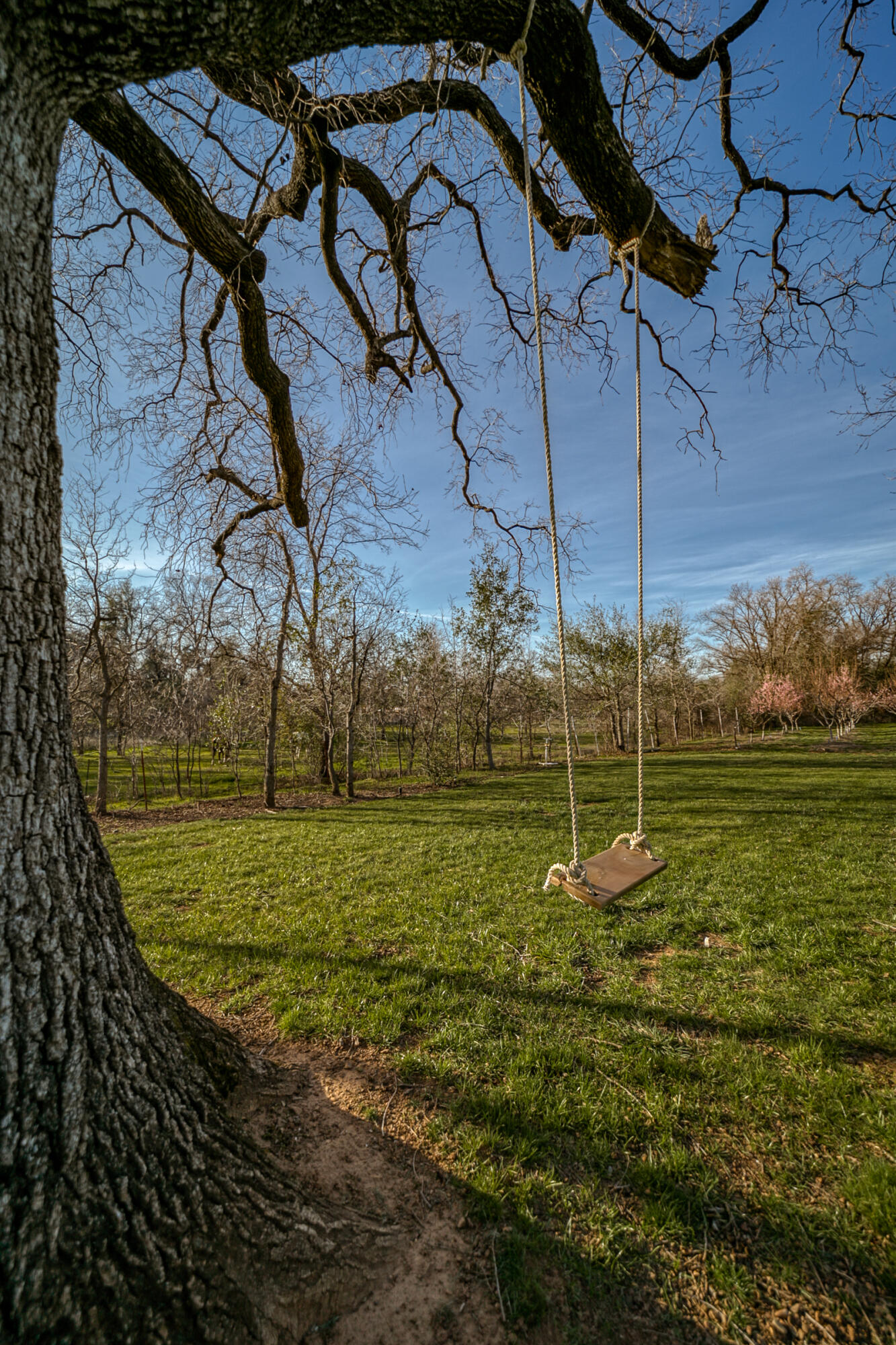 20582 Dersch Road Anderson, CA 96007 - Photo 54 of 72 tree swing!