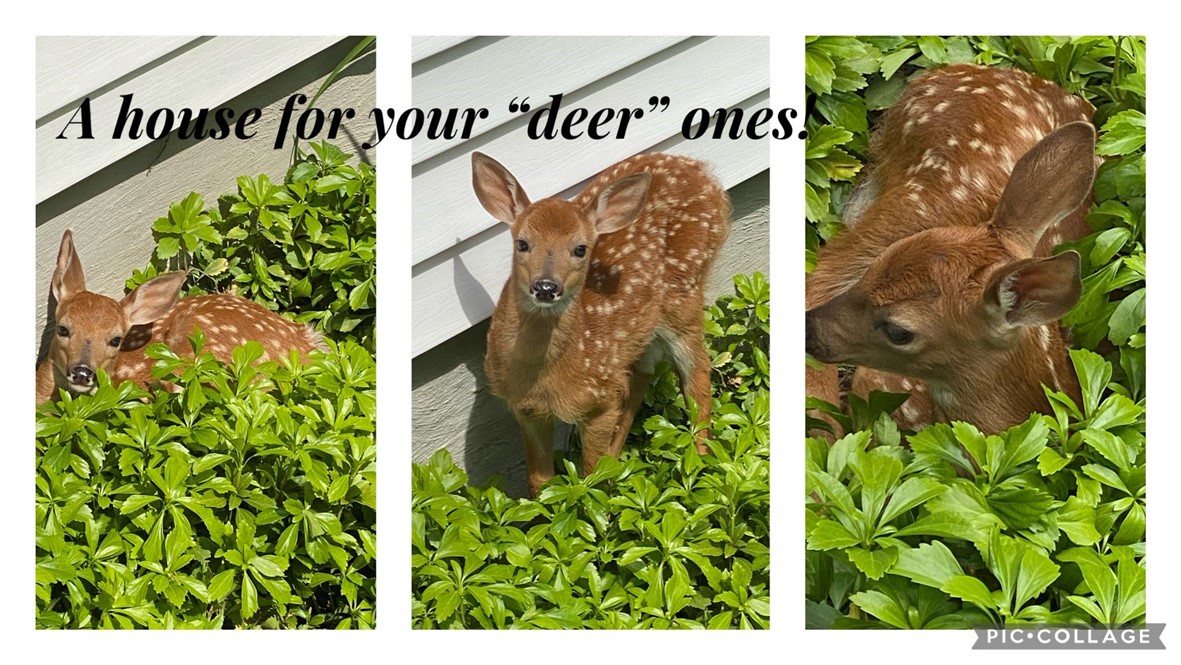 2024 Baird Road Penfield, NY 14526 - Photo 37 of 37 Bonus visits by wildlife!