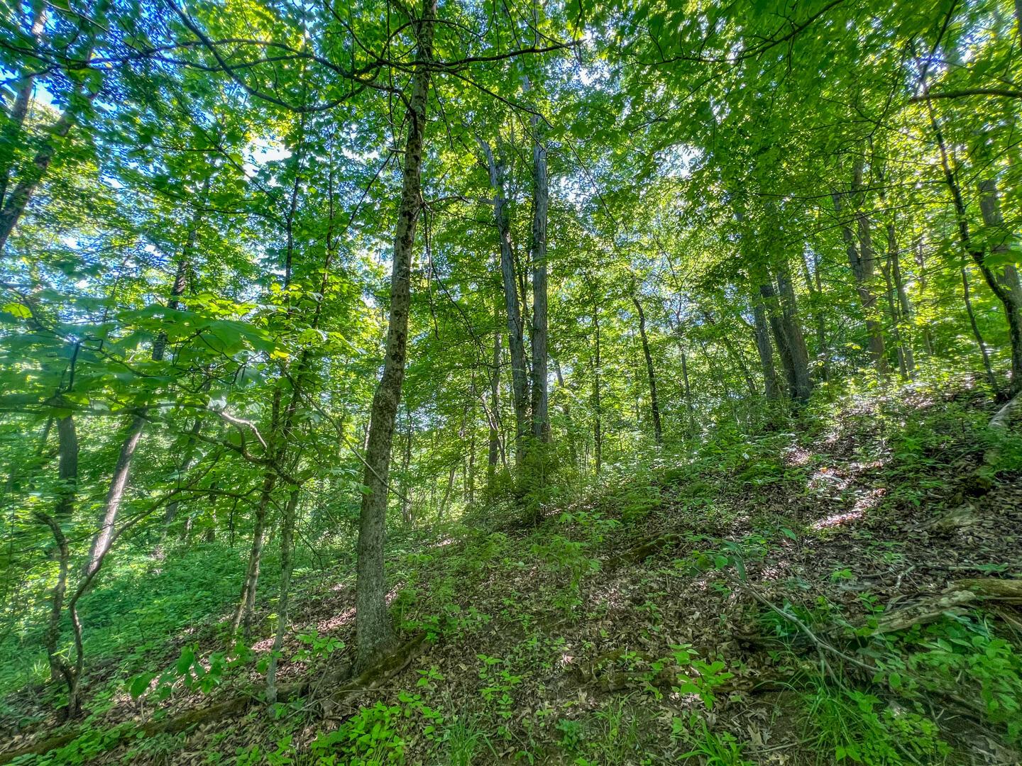 0 Rush Run Road Rayland, OH 43943 - Photo 6 of 24