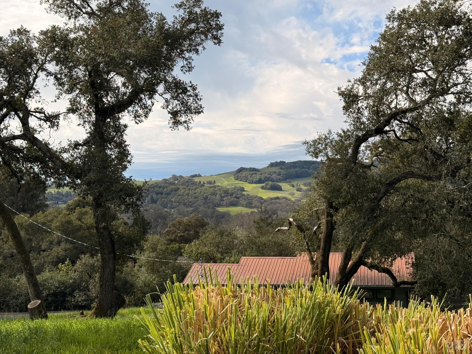 5815 Bennett Valley Road Santa Rosa, CA 95404 - Photo 4 of 50 a view of a yard with plants and a large tree
