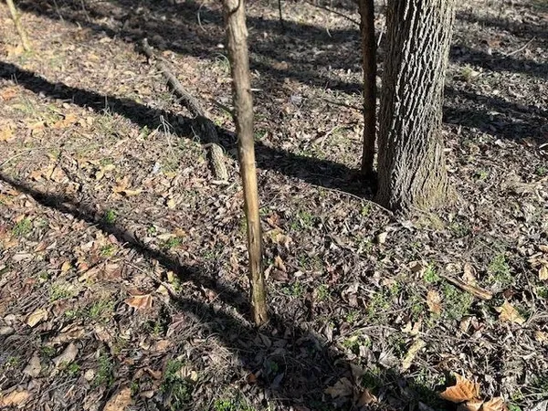 a view of a yard with wooden fence