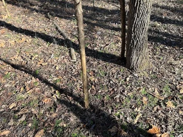 a view of a yard with wooden fence