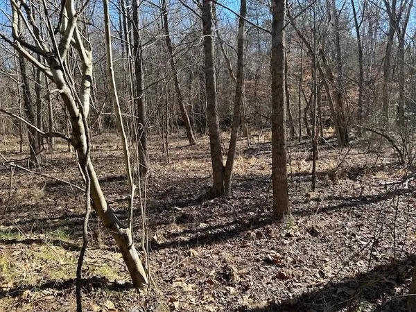 a view of a forest filled with trees