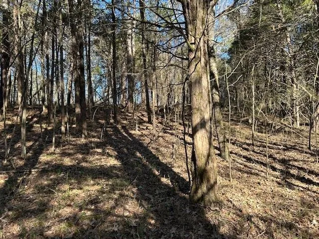 a view of covered with green space