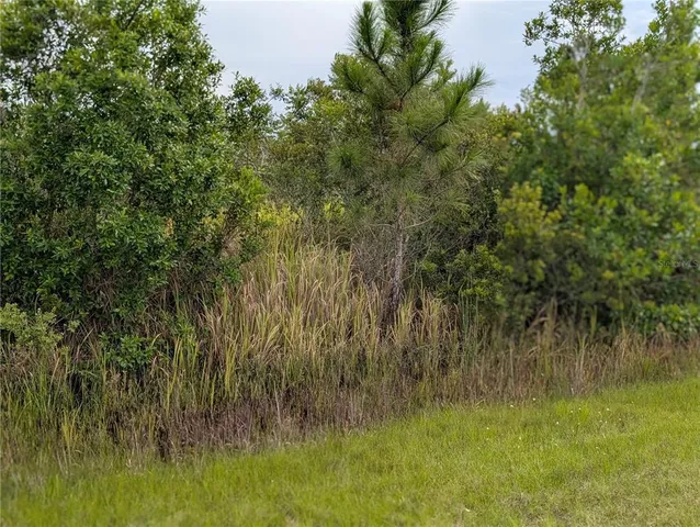 a view of a lush green space