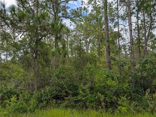 a view of a lush green forest