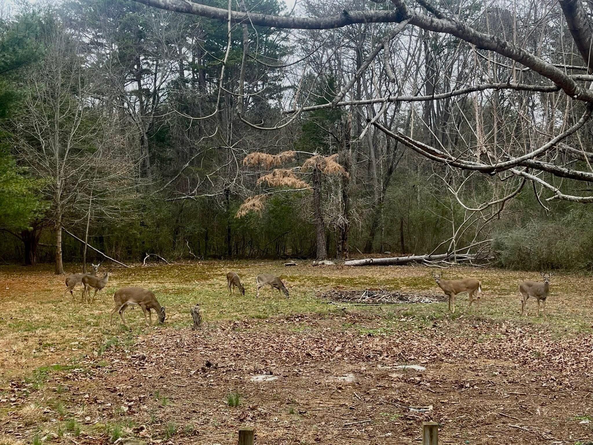 406 Cartwright Loop Whitwell, TN 37397 - Photo 3 of 17 IMG_8096