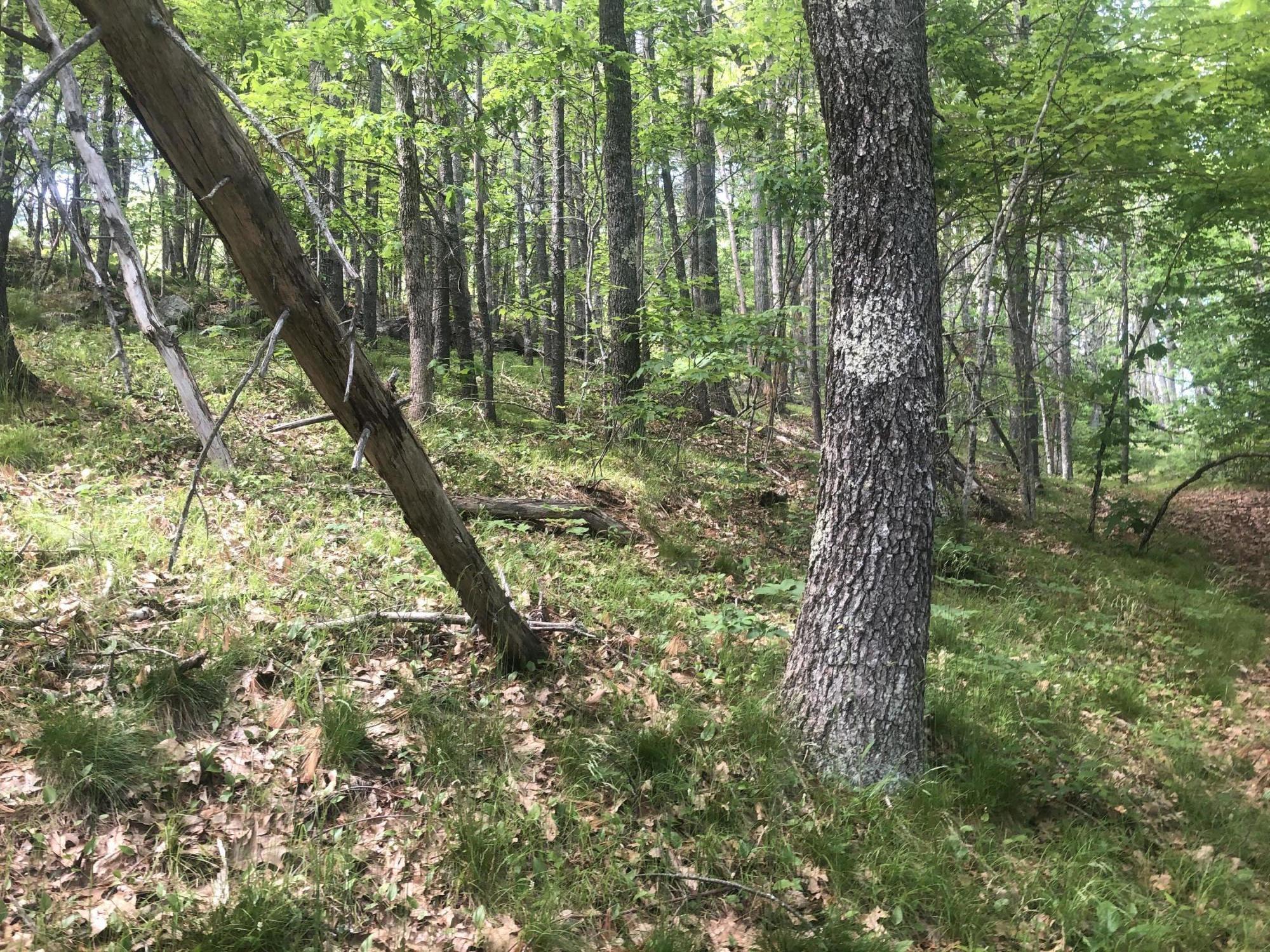 0 Meadow Road Woolwich, ME 04579 - Photo 3 of 5 31222D39-0CBF-4B7F-9CA1-F9EFFA29FBA9