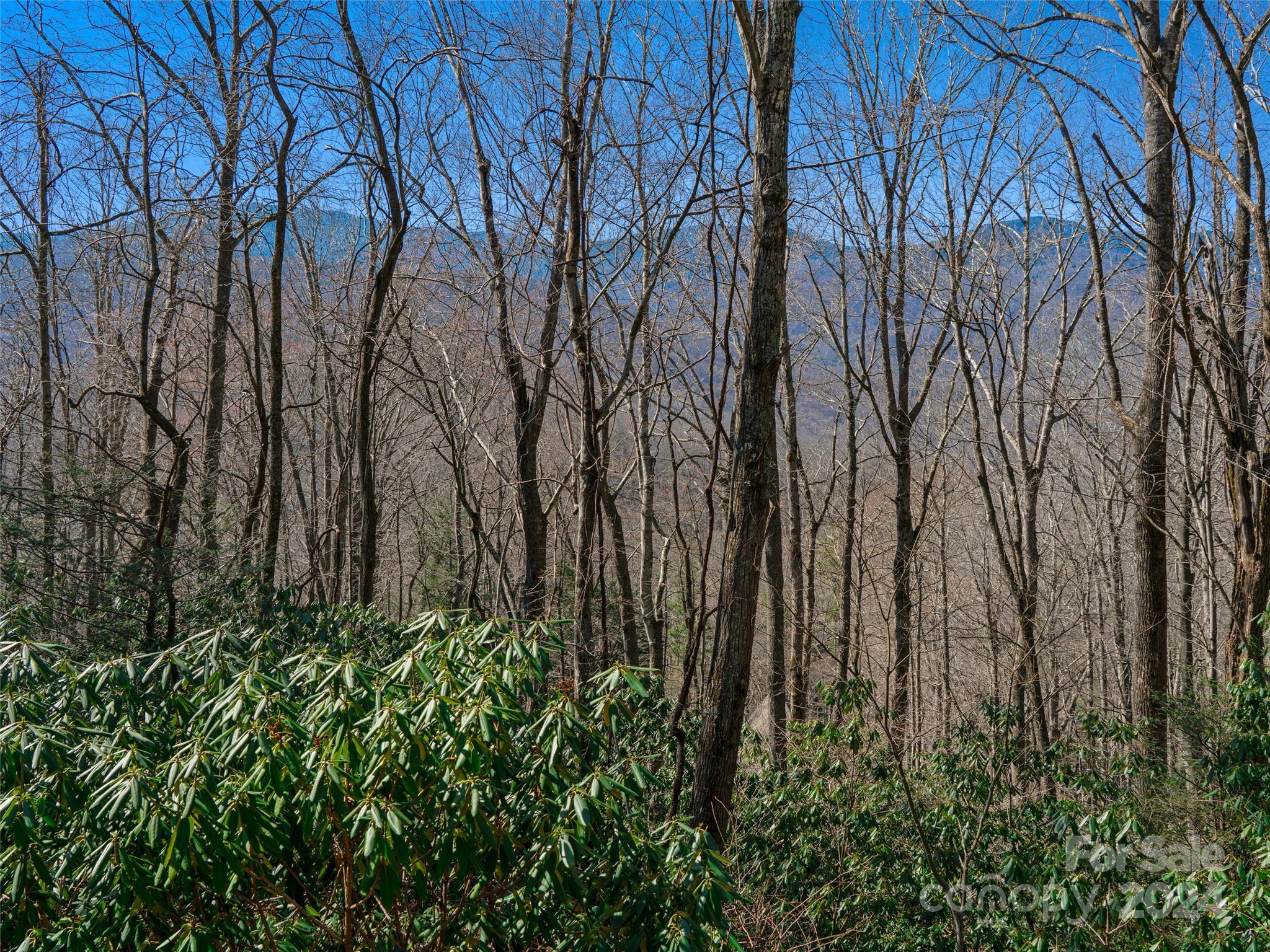 0 Big Ridge Road, Unit 62 & 63 Burnsville, NC 28714 - Photo 22 of 31 a close up of a plant in a garden