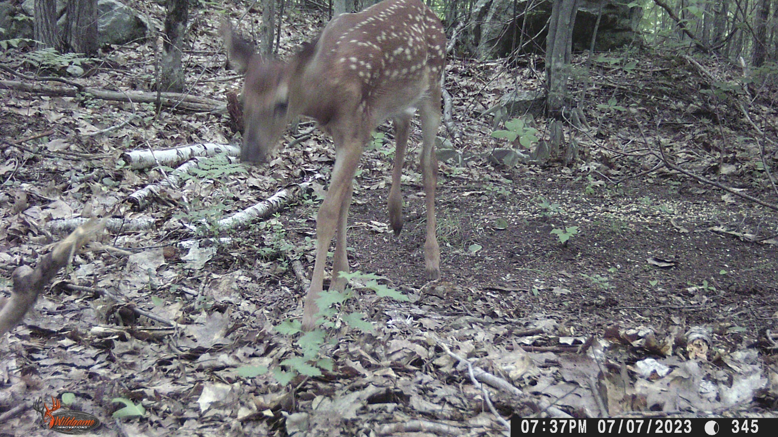 437 Belgrade Road Mount Vernon, ME 04352 - Photo 51 of 57 fawn