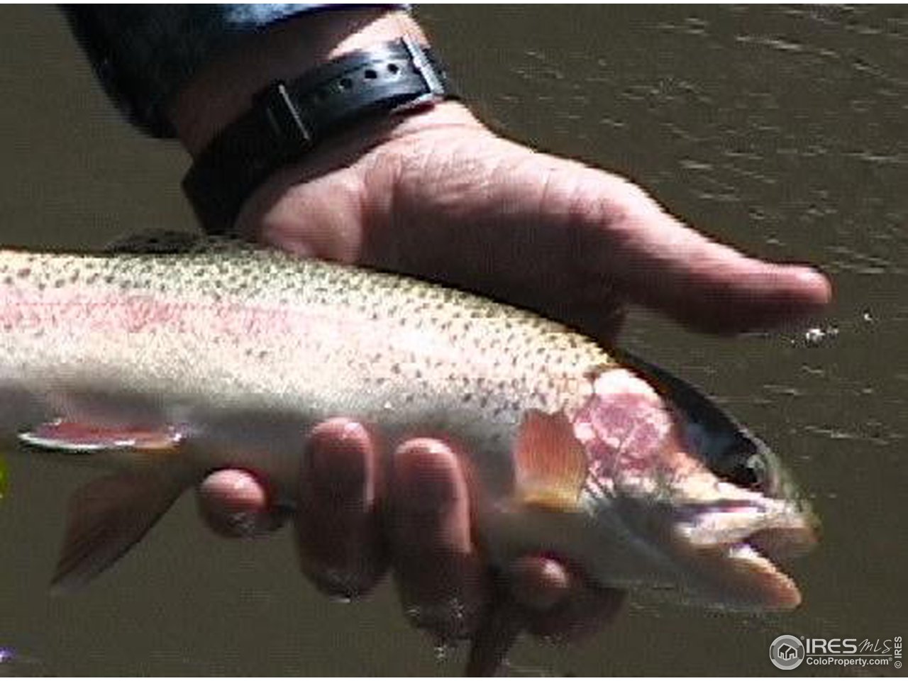4600 West County Road 80C Road Livermore, CO 80536 - Photo 2 of 3 North Fork Rainbow