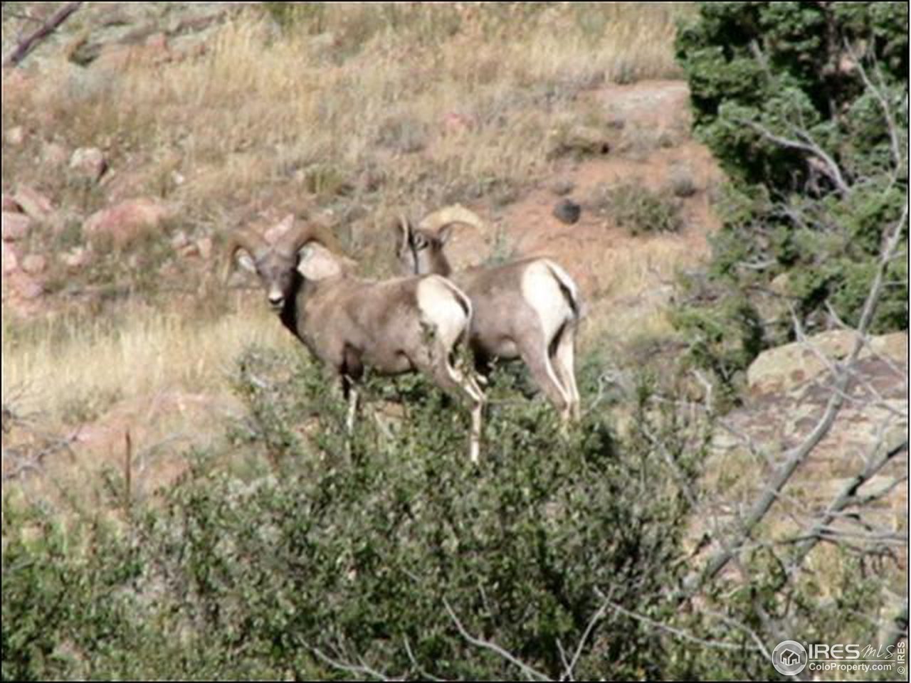 4600 West County Road 80C Road Livermore, CO 80536 - Photo 3 of 3 Bighorn Sheep