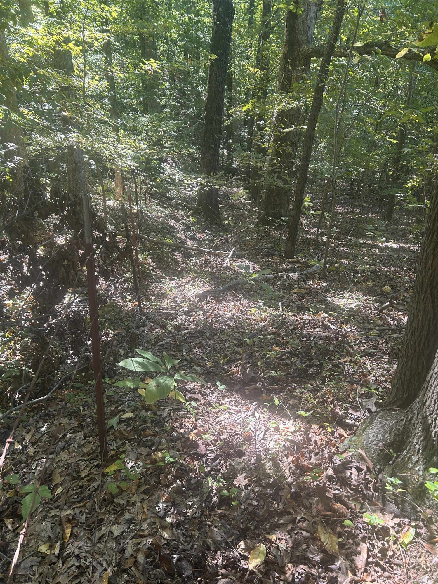 Butler Road Newbern, TN 38059 - Photo 10 of 16 a view of a forest with lots of trees