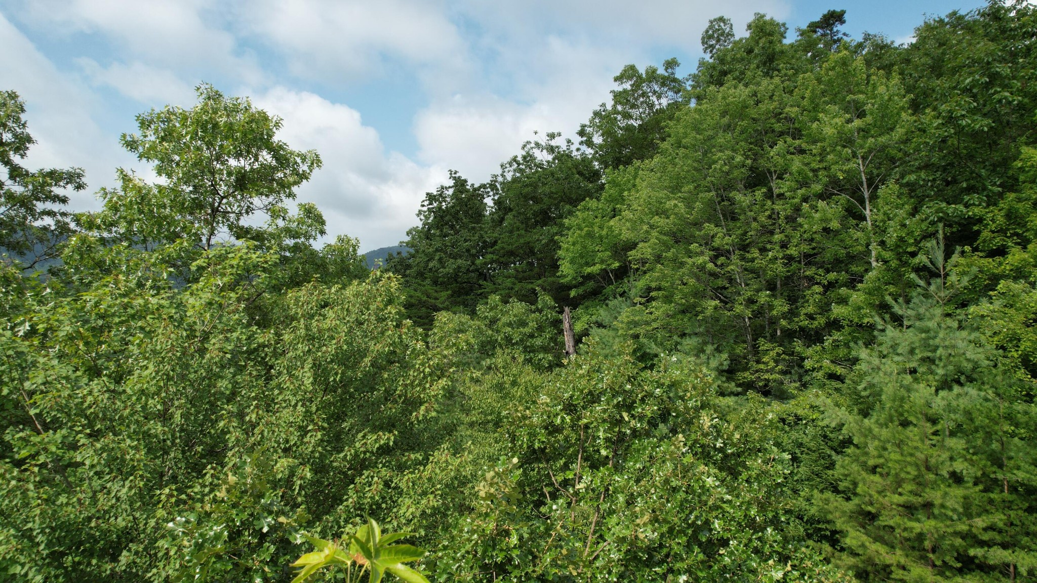 98 Black Powder Lane Sevierville, TN 37862 - Photo 14 of 30