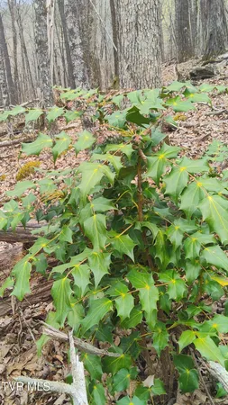 $160,000 | 20-acres Dunville Gap Road, Rutledge, TN 37861