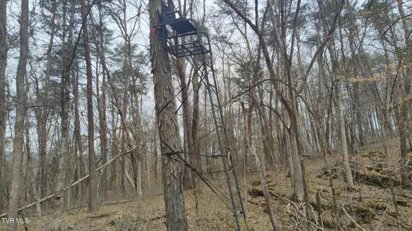 $160,000 | 20-acres Dunville Gap Road, Rutledge, TN 37861