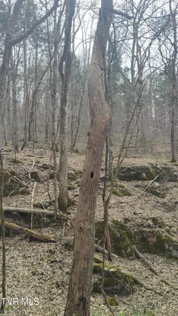 $160,000 | 20-acres Dunville Gap Road, Rutledge, TN 37861