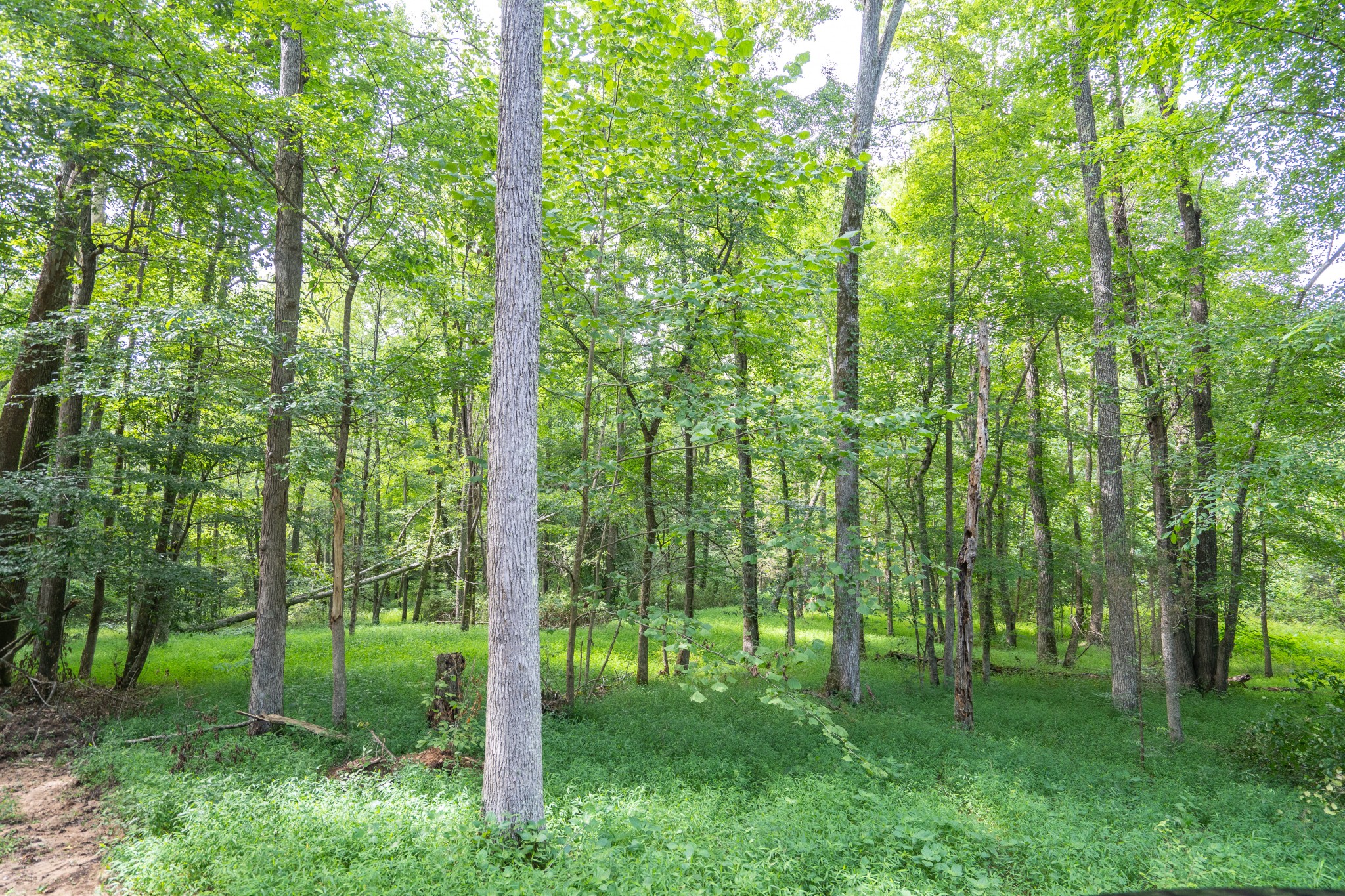 2155 Big Sandy River Road Camden, TN 38320 - Photo 40 of 50 Gallery Image 40