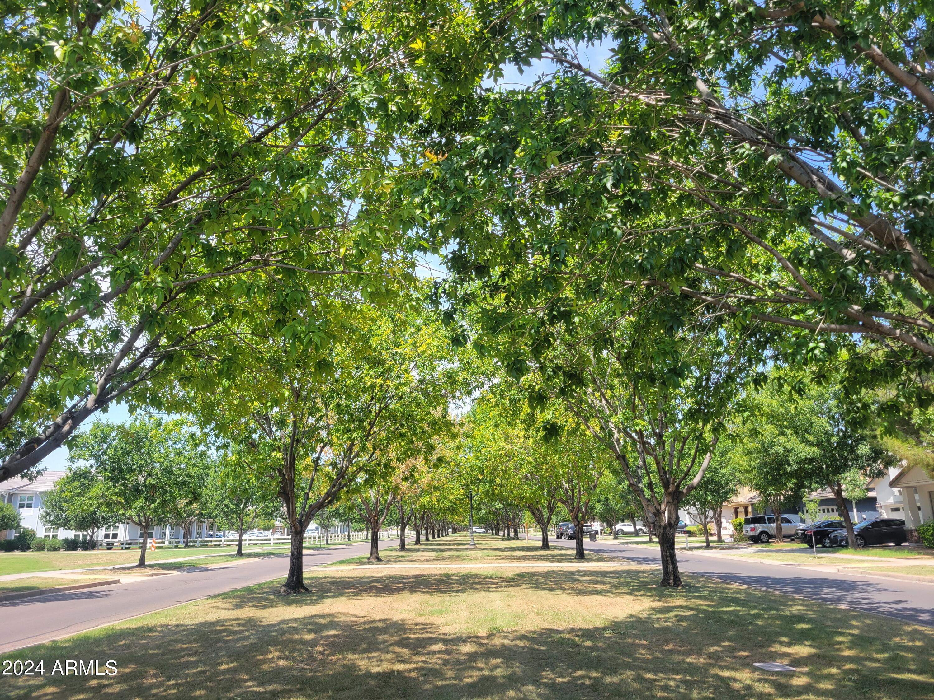 3360 East Morrison Ranch Parkway Gilbert, AZ 85296 - Photo 51 of 75 Gorgeous tree lined street!!
