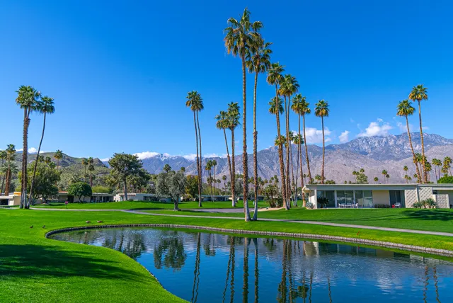 a view of a lake with a palm tree