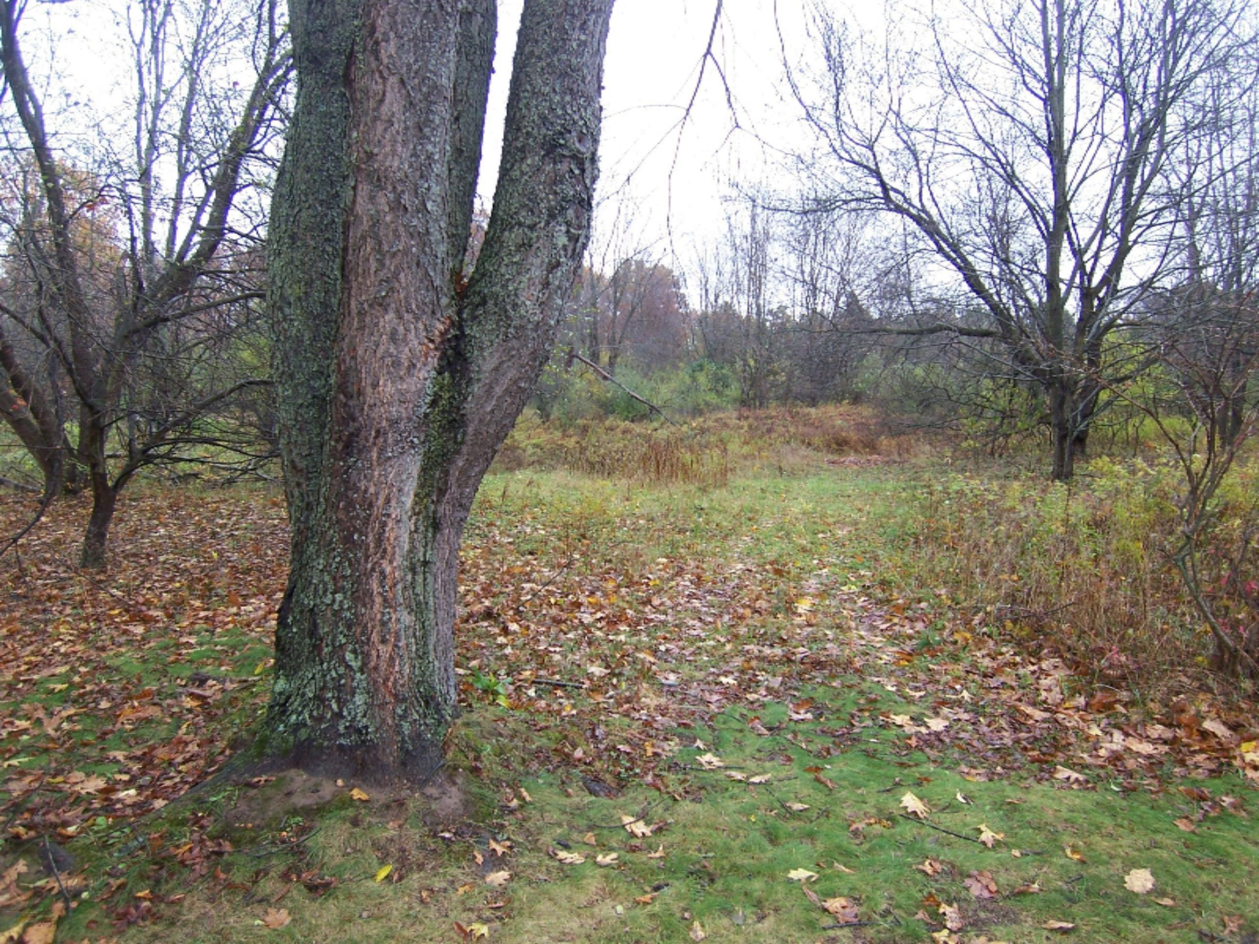 7501 Alaska Ridge Southeast Alto, MI 49302 - Photo 4 of 7 100_9907