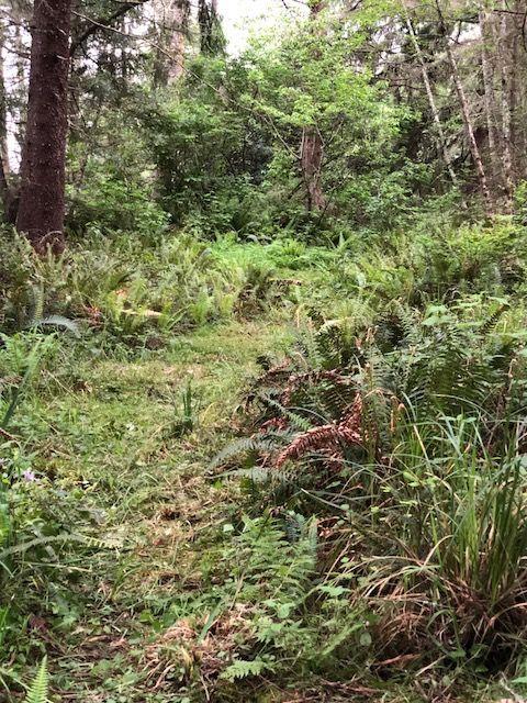 0 Splinter Lane Arcata, CA 95521 - Photo 8 of 15