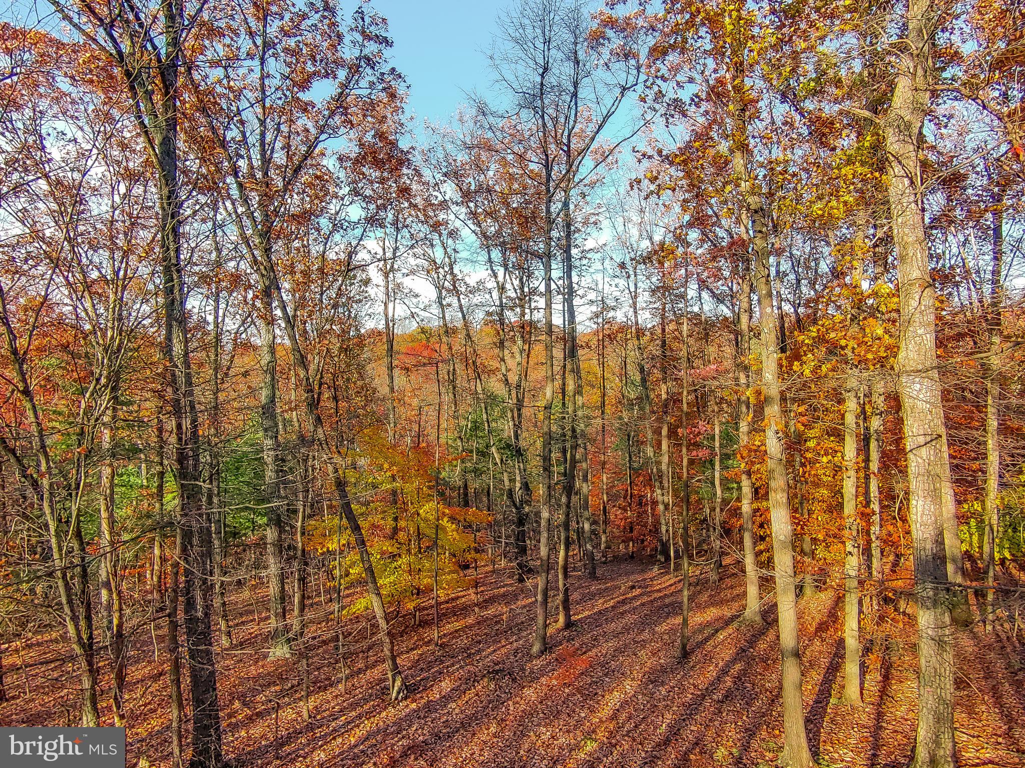 Goaway Road, Unit 2 Hedgesville, WV 25427 - Photo 3 of 19 a view of a room with wooden floor and trees