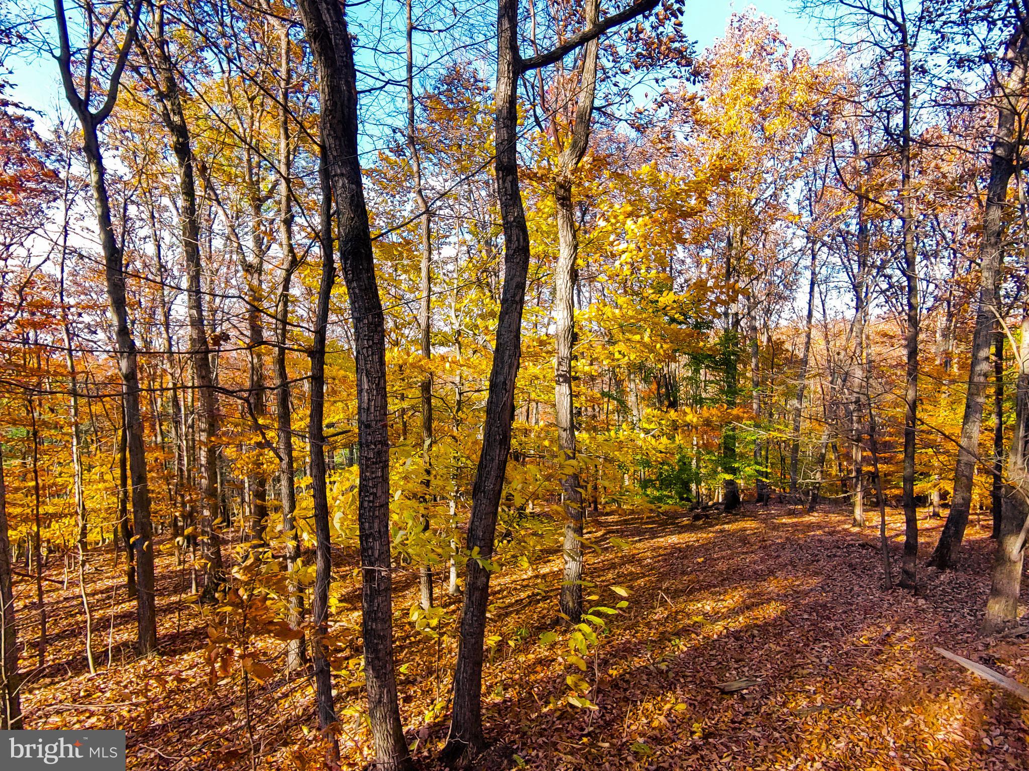 Goaway Road, Unit 2 Hedgesville, WV 25427 - Photo 5 of 19 a view of yard with trees
