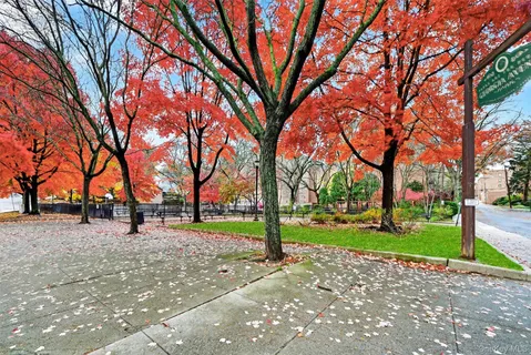 a park view with large trees