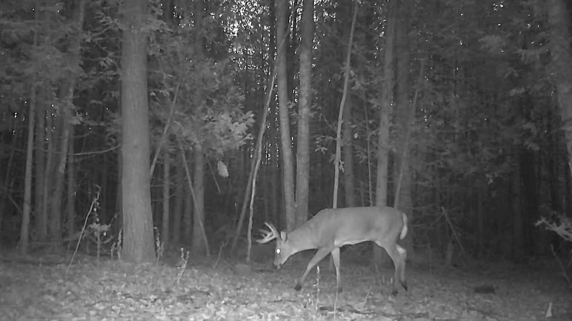 0 Swamp Road Frankfort, MI 49635 - Photo 8 of 19
