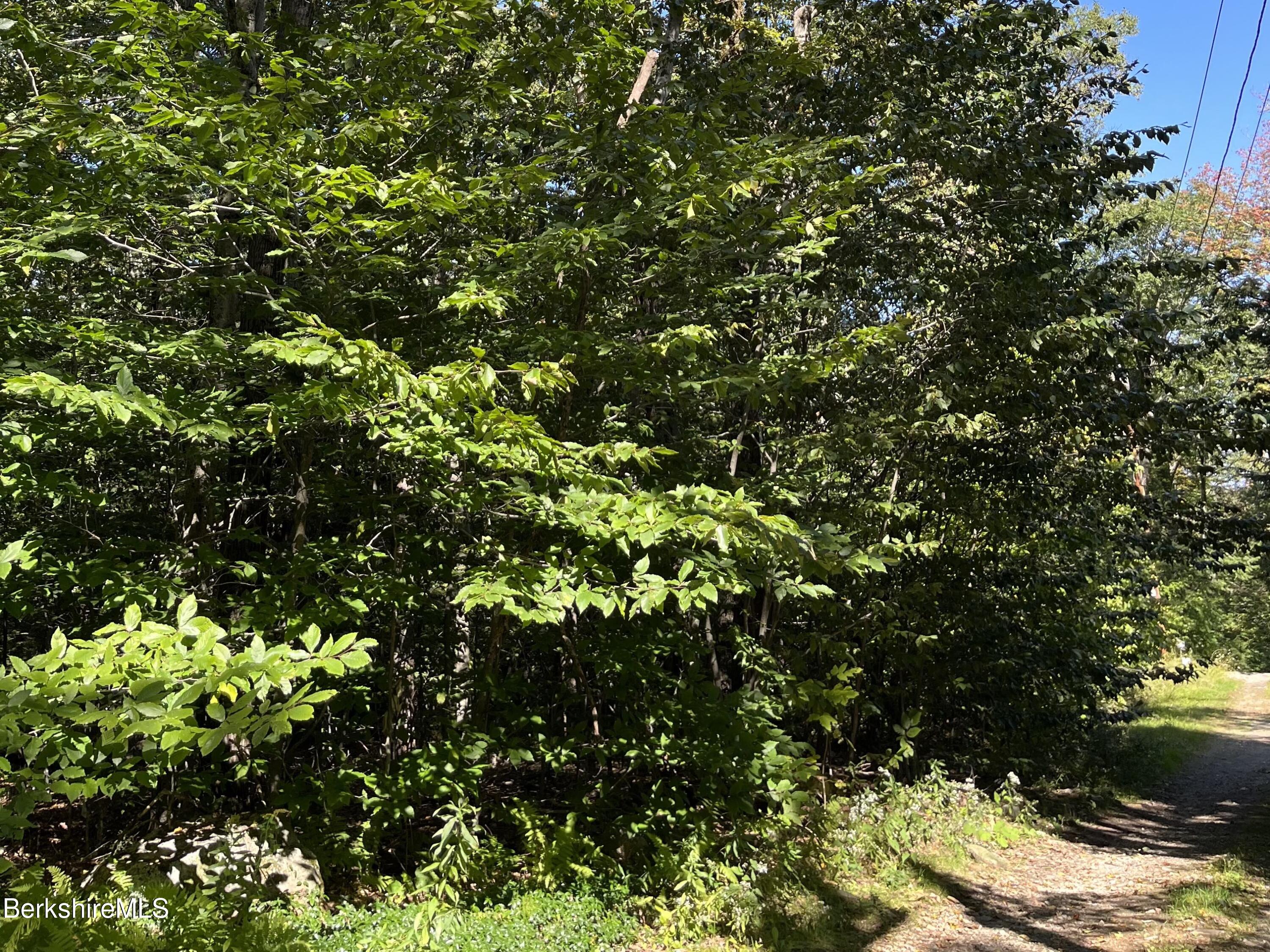 0 Norwalk Acres Road Monterey, MA 01245 - Photo 2 of 8 a view of a tree