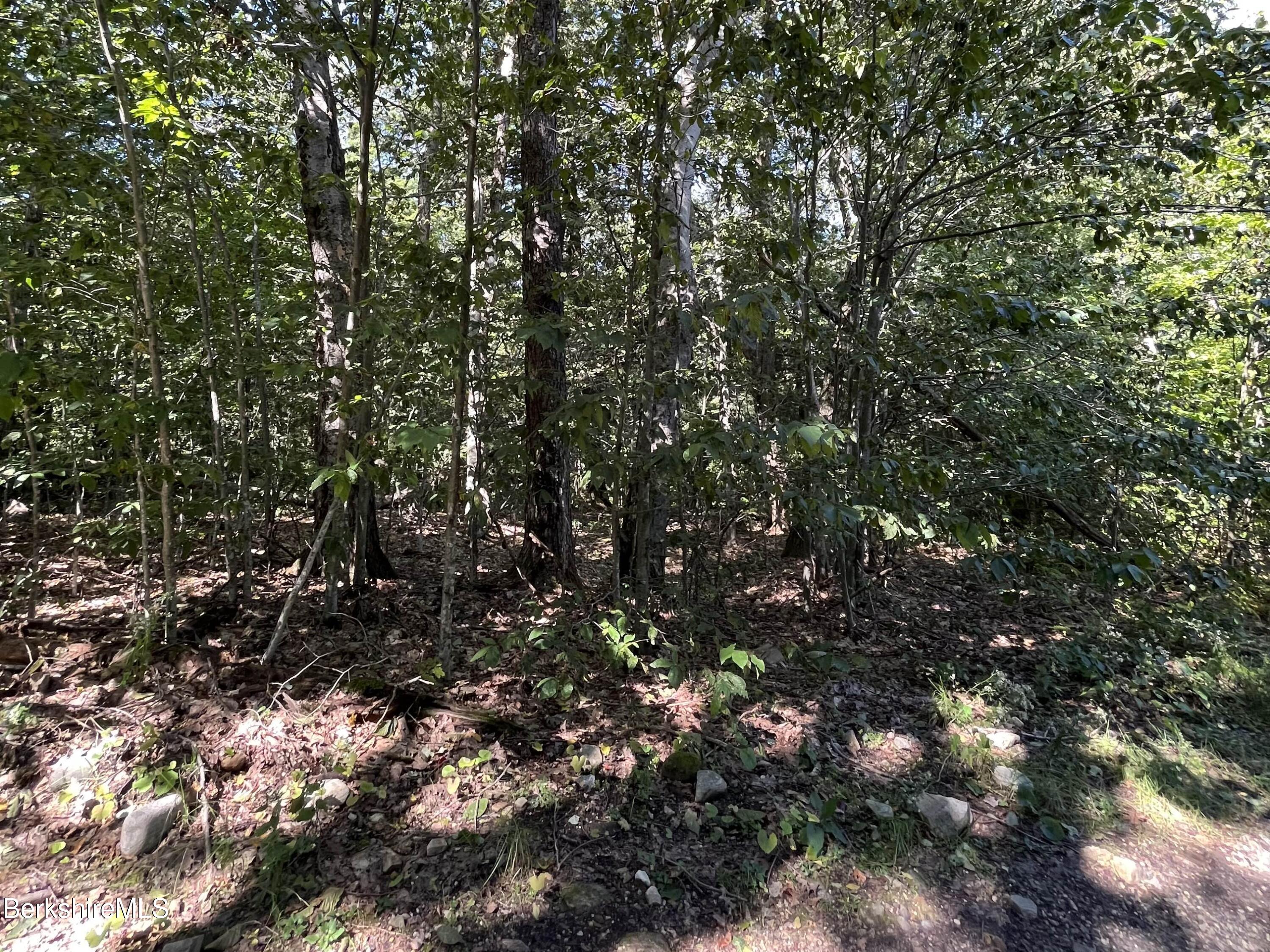 0 Norwalk Acres Road Monterey, MA 01245 - Photo 3 of 8 a view of a tree