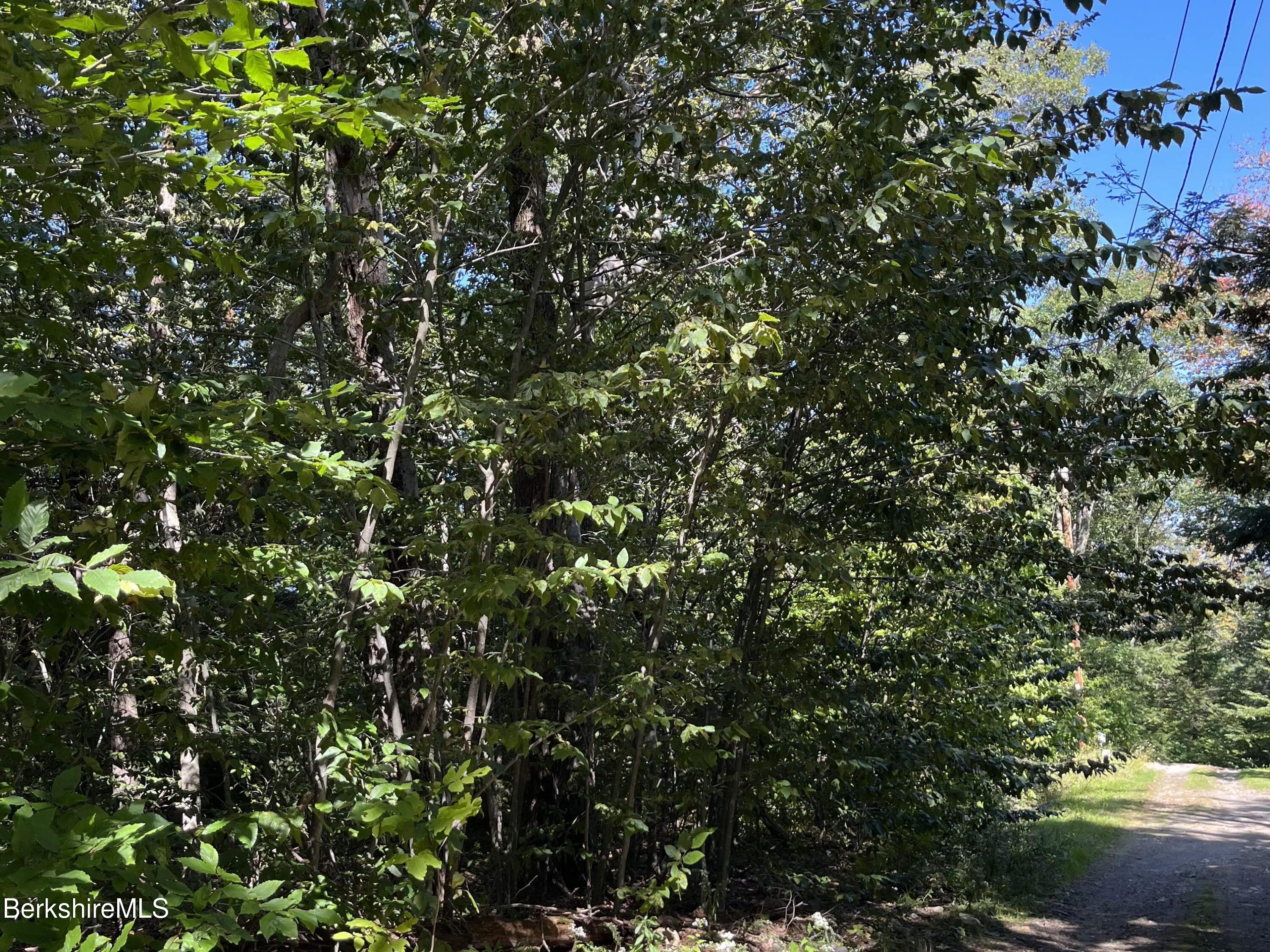 0 Norwalk Acres Road Monterey, MA 01245 - Photo 4 of 8 a view of a tree