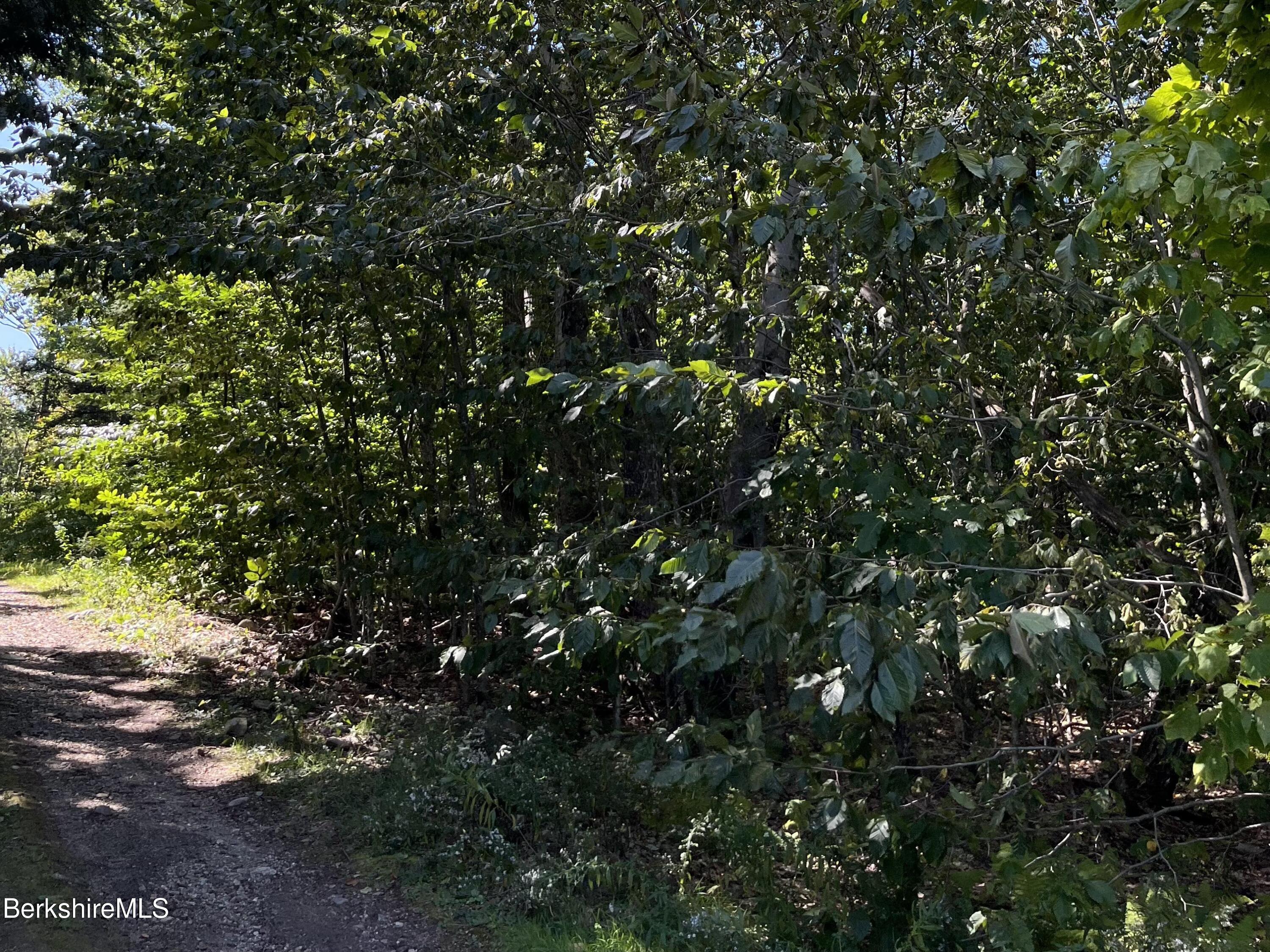 0 Norwalk Acres Road Monterey, MA 01245 - Photo 5 of 8 a view of a tree