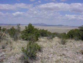 700 Svr Seligman, AZ 86337 - Photo 2 of 6 a view of a bunch of trees in a field