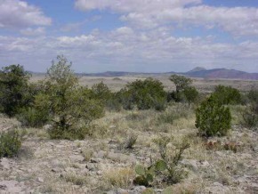 700 Svr Seligman, AZ 86337 - Photo 4 of 6 a view of a large trees with lots of trees in the background