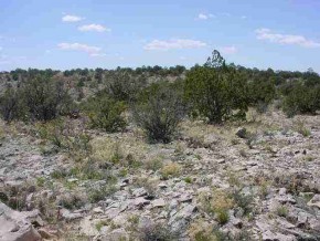 700 Svr Seligman, AZ 86337 - Photo 5 of 6 a view of a field