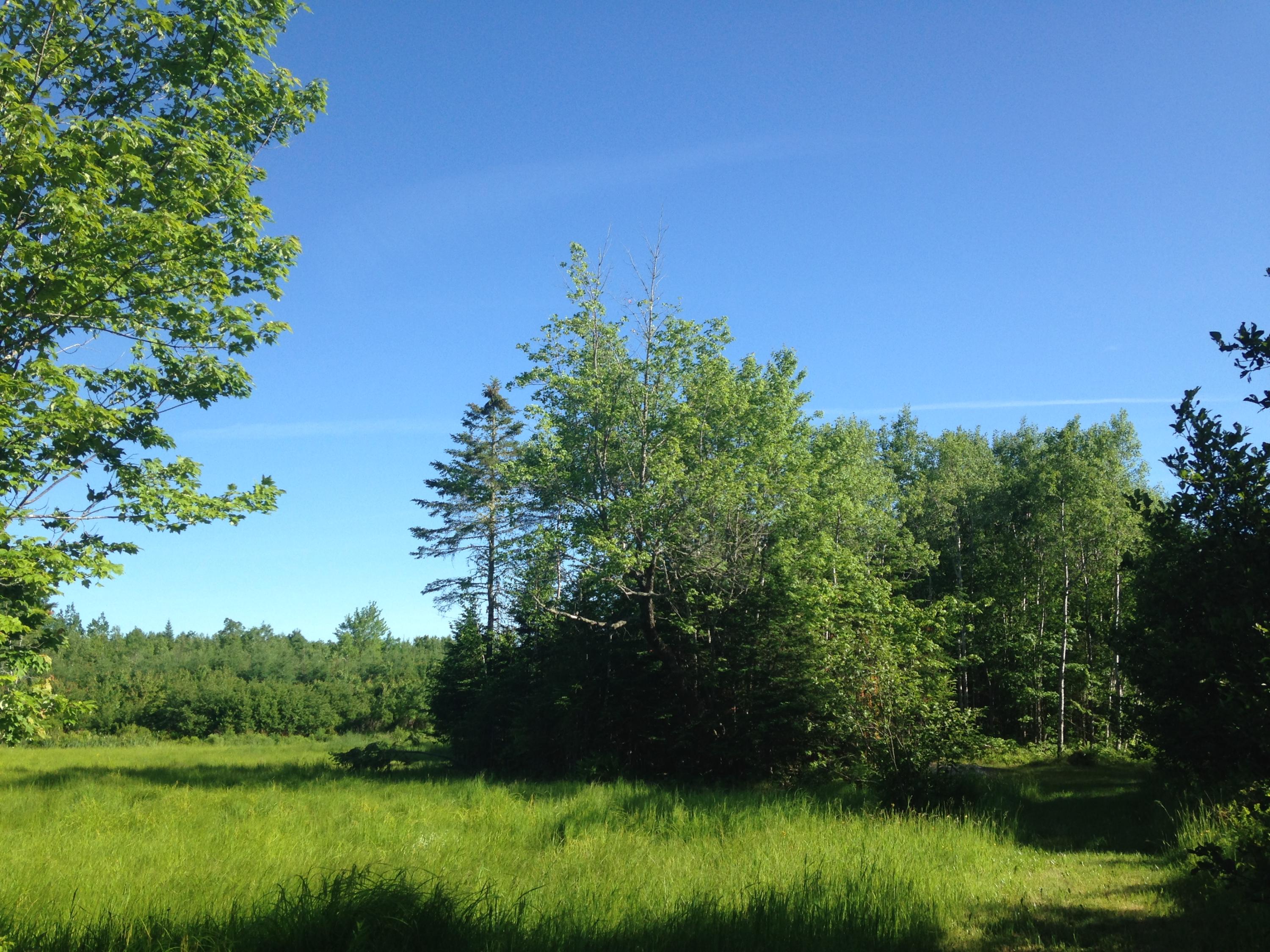 20 Winding Road Bradford, ME 04410 - Photo 3 of 13 meadow and woods