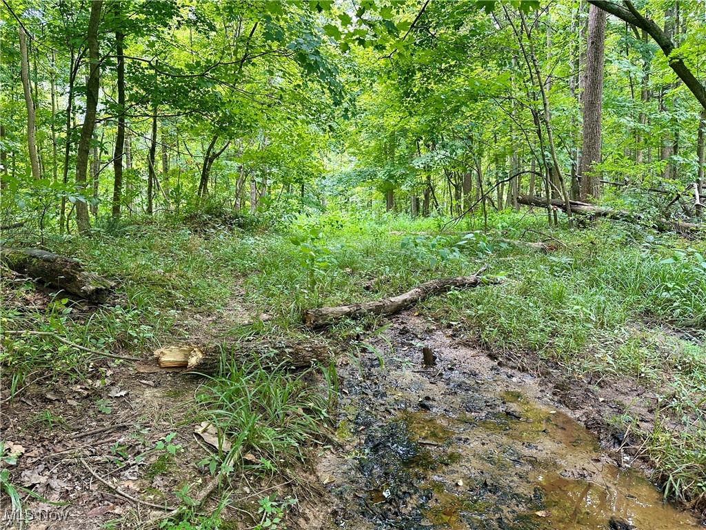 325 North Fork Road New Matamoras, OH 45767 - Photo 17 of 50 View of tree filled area