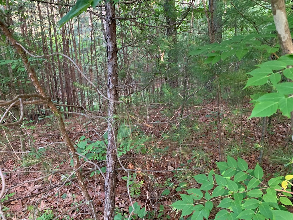 Lot 43 Kestrel Ridge Circle Murphy, NC 28906 - Photo 18 of 24 Gallery Image 18