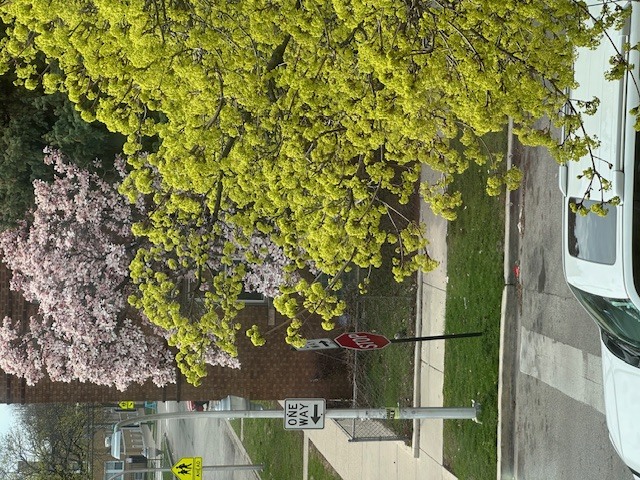 4058 West Dickens Avenue, Unit 2D Chicago, IL 60639 - Photo 2 of 10 a view of yard from a corridor