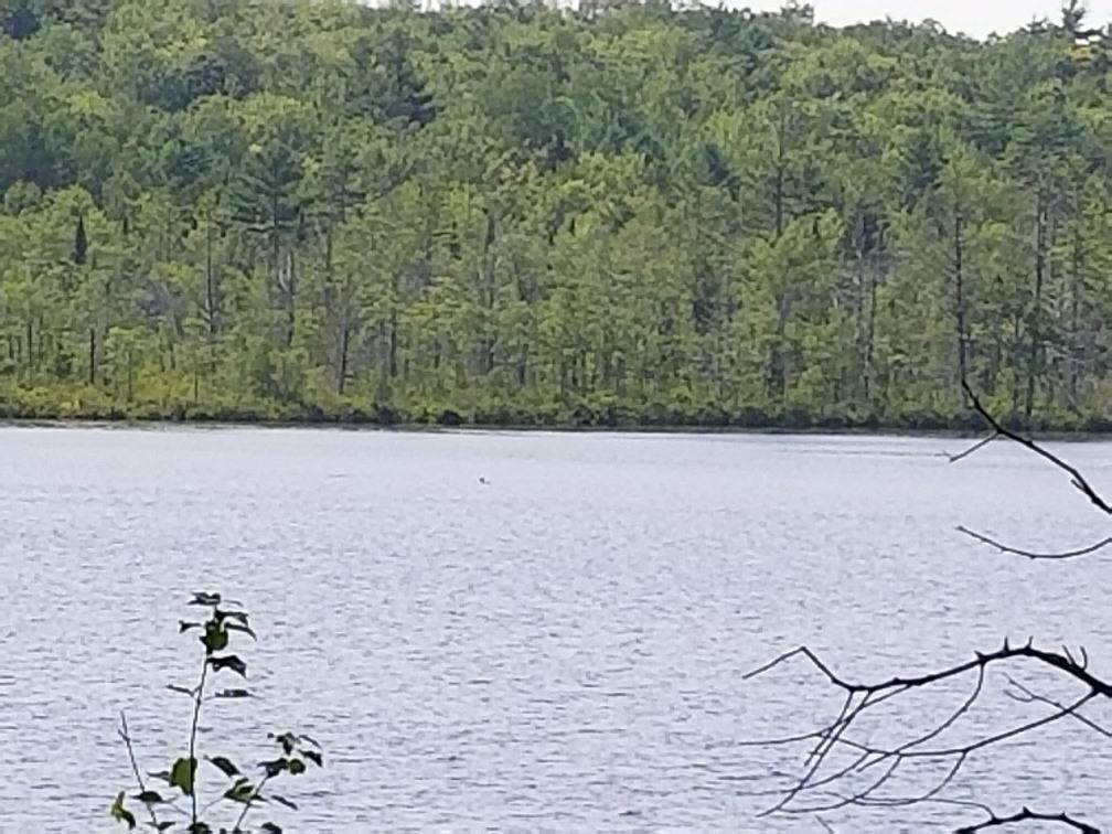 113 North Pond Road Chesterville, ME 04938 - Photo 20 of 35 20180806_141026_resized