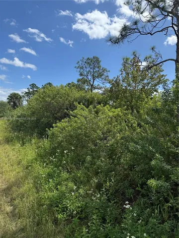a view of a bunch of trees and cars