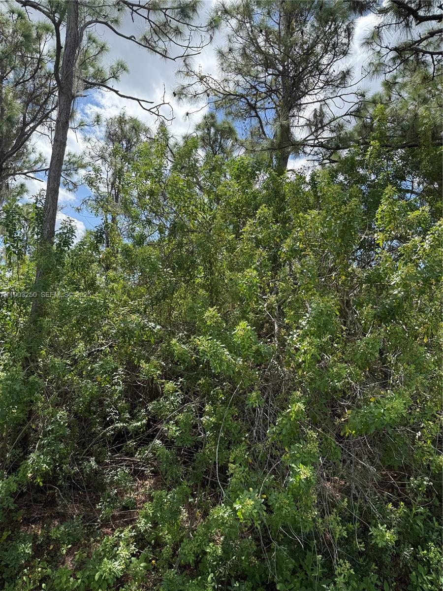 0 Unassigned Stuart, FL 34997 - Photo 4 of 15 a view of a lush green forest