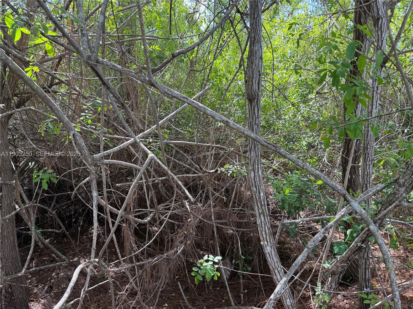 0 Unassigned Stuart, FL 34997 - Photo 6 of 15 a picture of a tree