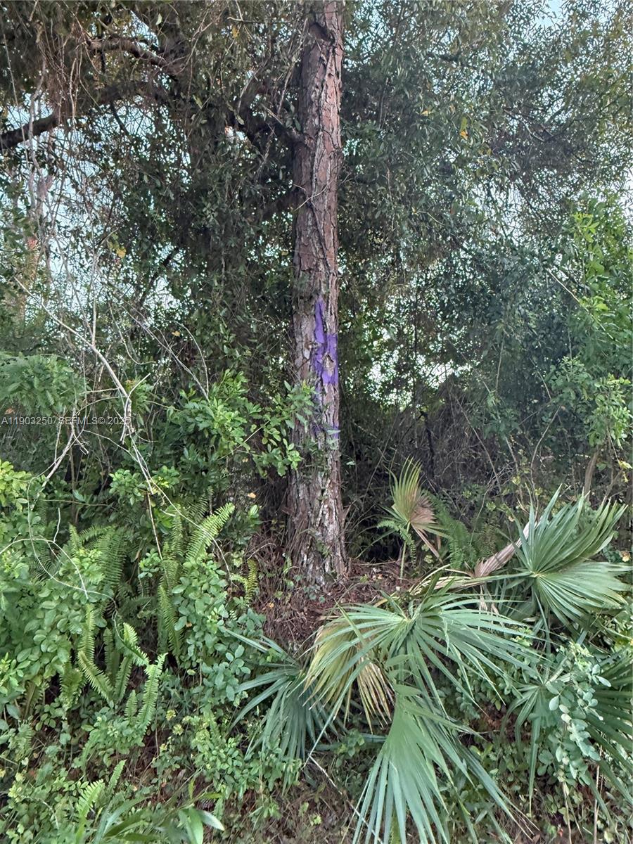 0 Unassigned Stuart, FL 34997 - Photo 9 of 15 a close up of a tree in a garden