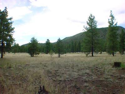 0 Lockett Ranches Tract 4h Flagstaff, AZ 86001 - Photo 4 of 5 Additional Photo