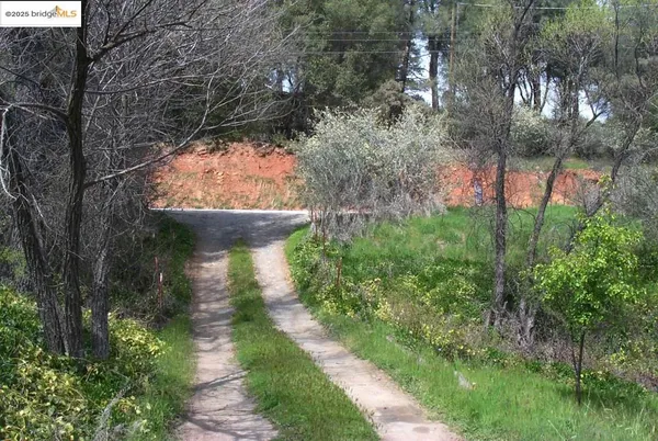 a close up of a plant in a forest
